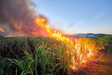 Sugar cane fire burning in field with farmers in regional Australia