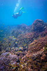  Divers swimming at a reef in Australia