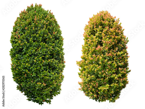 Fotomural Tall bush isolated on white blackground.