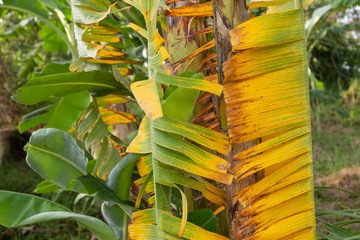 Characteristics of bananas that are yellow leaves.