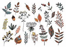 Hand Drawn Collection With Different Seasonal Plants, Isolated, Vector Design