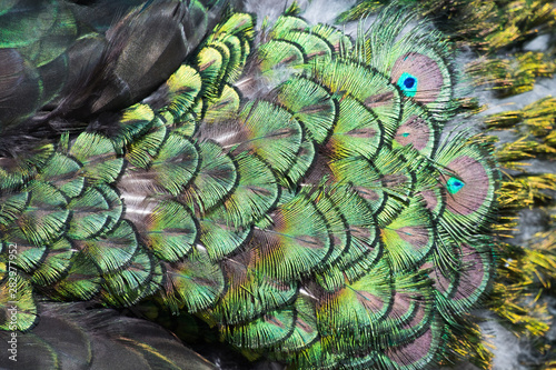 Beautiful colors and patterns of peacock feathers
