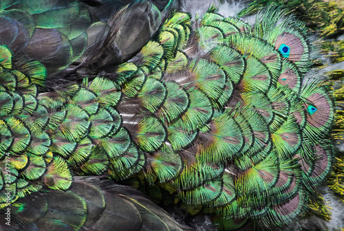 Beautiful colors and patterns of peacock feathers