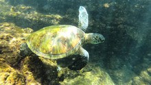 Closeup Underwater Of Baby Turtle In Hilo Hawaii