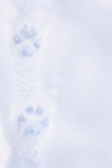 Two dog paw prints in fresh icy white snow