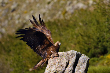 Canvas Print - The golden eagle (Aquila chrysaetos) sitting on the rock with wings spread. Male golden eagle in the Spanish mountains.