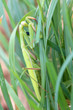 close view of green female mantis religiosa praying mantis looking at camera, greeen grass backround.