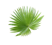 Tropical Nature Green Fan Palm Leaf Pattern On White