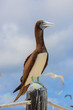 Brown Booby in Australia
