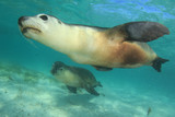Fototapeta Łazienka - Australian Sea Lion 