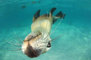 Poster - Australian Sea Lion 