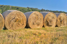 Fresh Bales Of Hay On Line In A Field