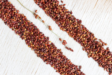 Grains of red millet lined with two stripes on a white background. Close-up