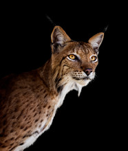 Portrait Of A Lynx With Black Background 