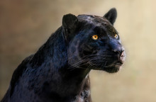 Portrait Of A Jaguar