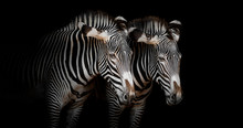 Portrait Of A Couple Of Zebras With Black Background