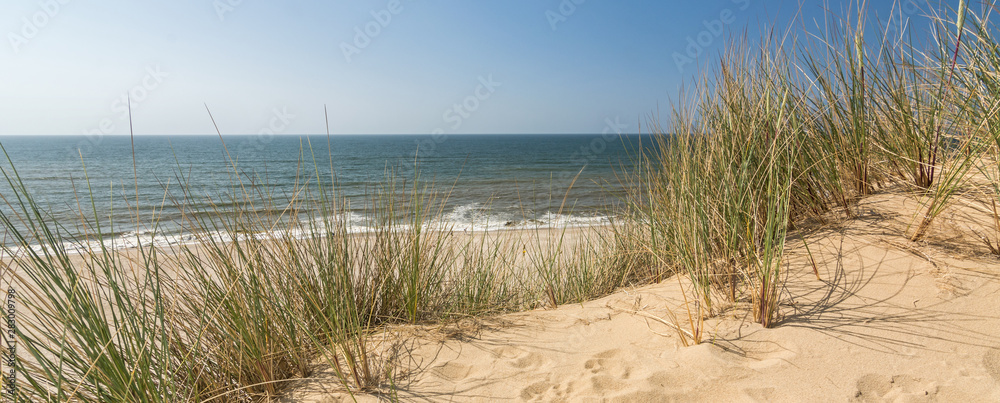 Panorama shot of beach grass in dune landscape with beach and ocean in the background - obrazy, fototapety, plakaty 