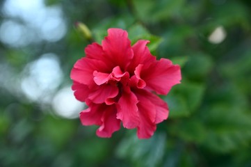 red flower in the garden