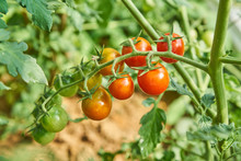 Organic Plantation Of Ripening Cherry Tomatoes. Vegan Healthy And Dietary Food From Nature