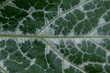 Close-up of a green leaf of butternut squash (Cucurbita moschata) - variegation on winter squash