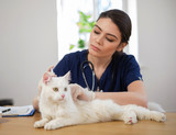 Fototapeta Zwierzęta - Veterinary surgeon and white cat at vet clinic