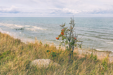 Mountain ash on the high coast of the Baltic Sea