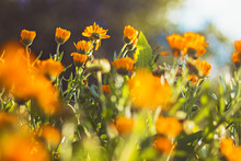 Beautiful Orange Flowers (Marigold) In The Garden - Close Up View, Bright Sunny Day, Blurred Background