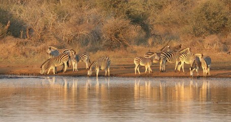 Canvas Print - Herd of plains zebras (Equus burchelli) drinking water in early morning light, Kruger National Park, South Africa