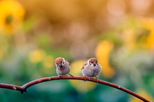 Two Funny Little Chubby Sparrow Chicks Sitting On A Branch In A Sunny Summer Garden On A Background Of Bright Yellow Flowers