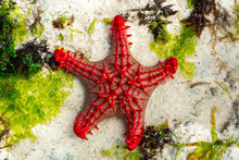 African Red Knob Sea Star