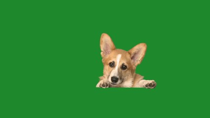 Wall Mural - welsh corgi peeks out and looks carefully on a green screen