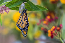 Monarch Butterfly, Danaus Plexppus, Drying Wings, Yellow Flowers Background