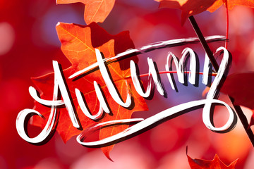 Wall Mural - Autumn - hand lettering on red and orange maple leafs background