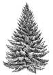 Spruce pine tree illustration, drawing, engraving, ink, line art, vector