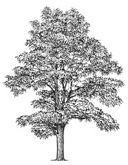 Wall Mural - Black locust tree illustration, drawing, engraving, ink, line art, vector