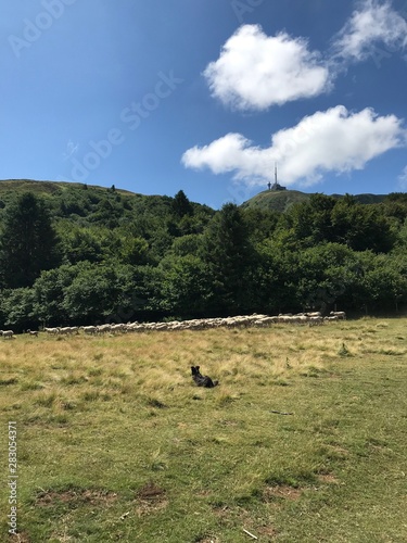 Troupeau De Moutons Et Son Chien De Berger En Bas Du Puy De