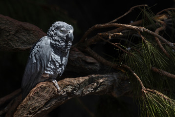 beautiful big grey parrot