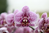 Fototapeta Storczyk - Orchidee lila tiger