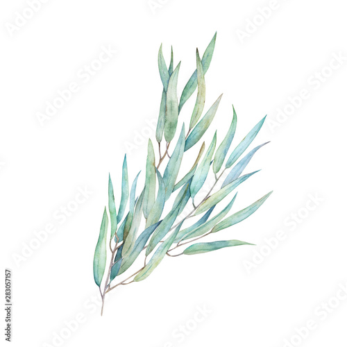 Watercolor olive branch. Hand drawn winter illustration