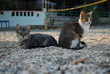 Dwa koty siedzące na żwirowej plaży