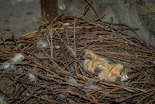 Two Small Baby Pigeons With Flash