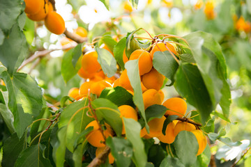 ripe apricots on a branch with green leaves blurred background