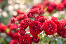 Red Roses Blooming Background. Red Roses Bush In Sunlight Closeup