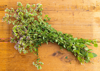 Wild oregano