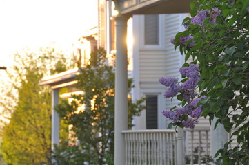 Colonial Lilacs II