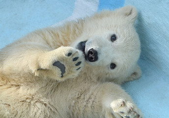 polar bear on a background of blue sky