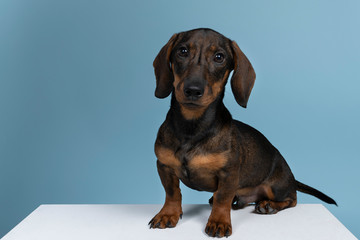 Wall Mural - Closeup of a bi-colored wire-haired Dachshund dog isolated on a blue background