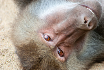 Baboon playing in his area 