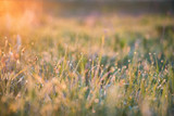 Fototapeta  - Beautiful background with morning dew on grass close