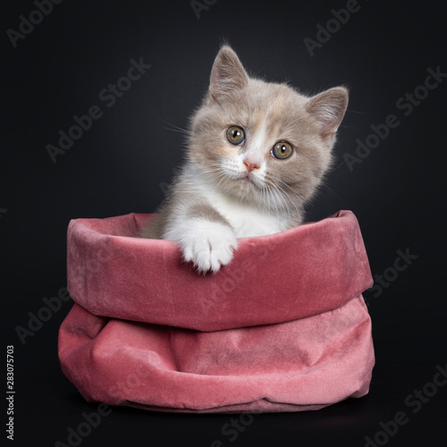 Sweet Creme Lilac With White British Shorthair Cat Kitten Sitting